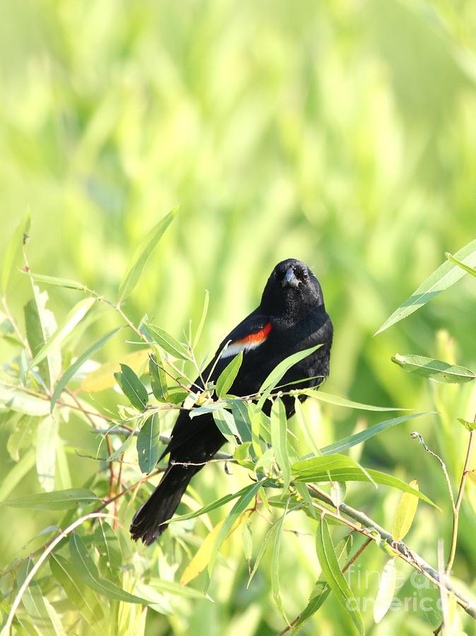 Red-winged Blackbird #6 Photograph by Jack R Brock