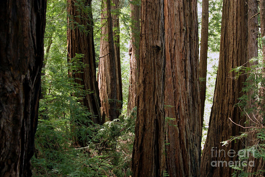Redwoods Sequoia Sempervirens #6 Photograph by Ted Kinsman