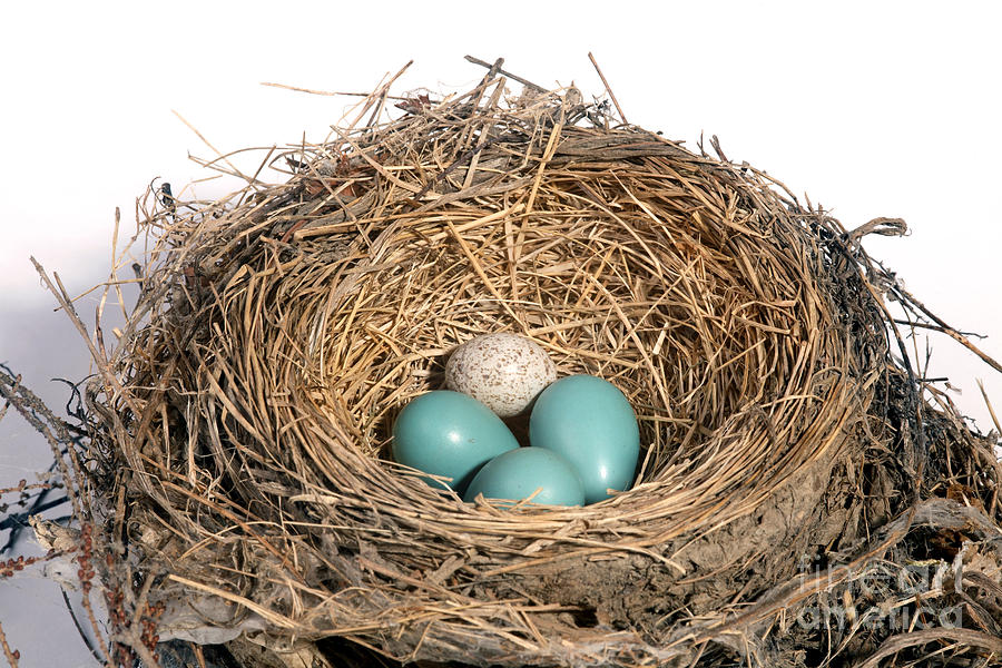 Robins Nest And Cowbird Egg #6  by Ted Kinsman