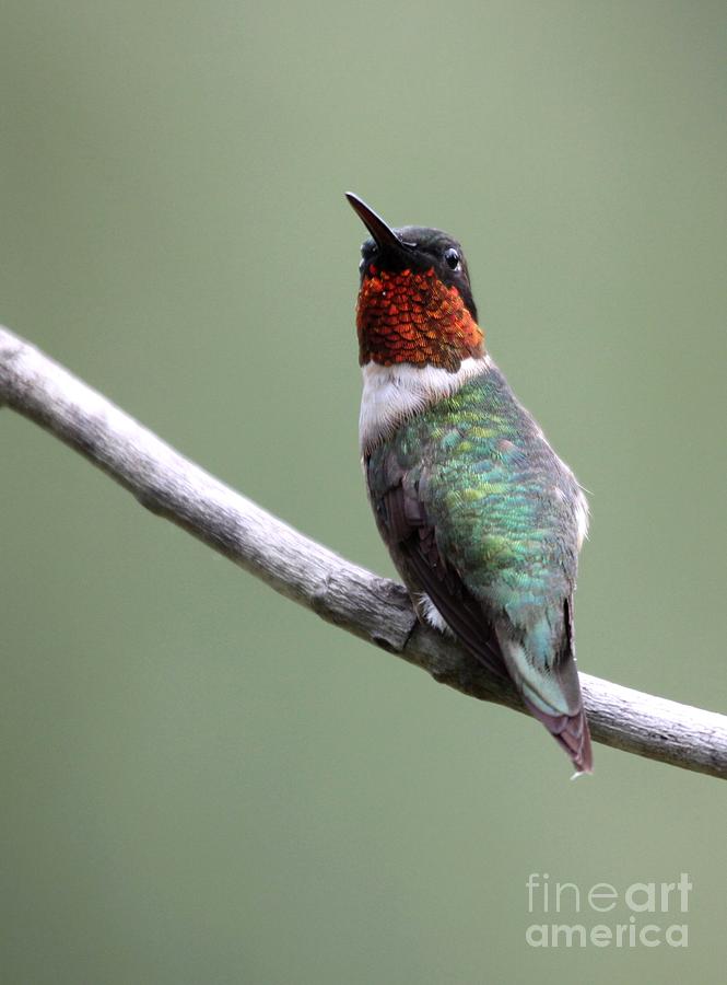 Ruby-throated Hummingbird #6 Photograph by Jack R Brock