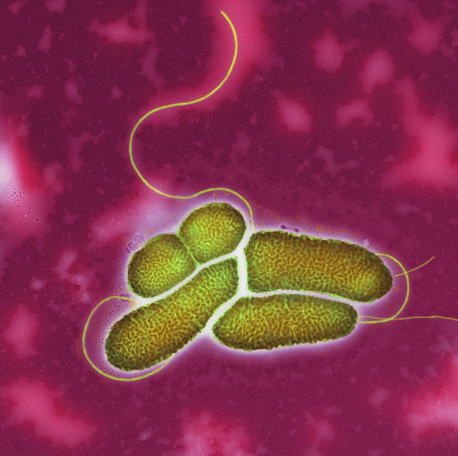 S. Maltophilia Bacteria, Tem Photograph by Centre For Infectionshealth ...