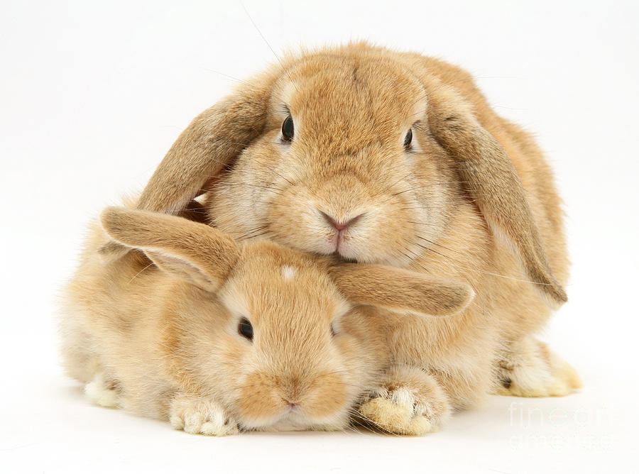 Sandy Lop Rabbits #3 Photograph by Jane Burton