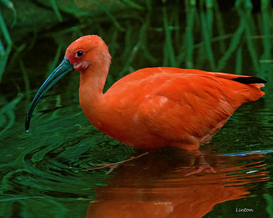 Scarlet Ibis #6 Photograph by Larry Linton