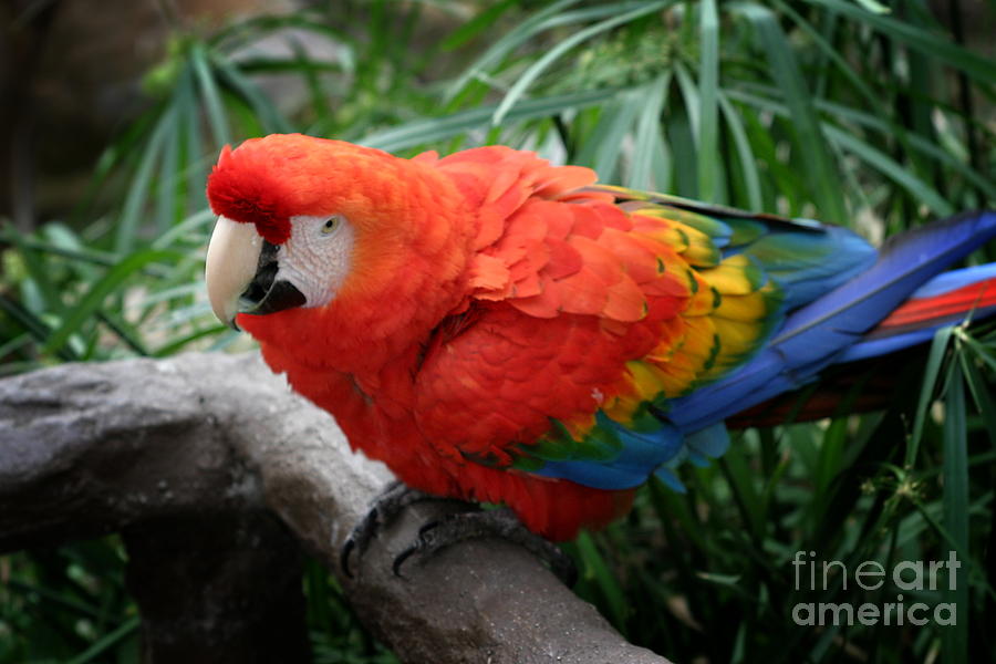 Scarlet Macaw #6 Photograph by Henrik Lehnerer