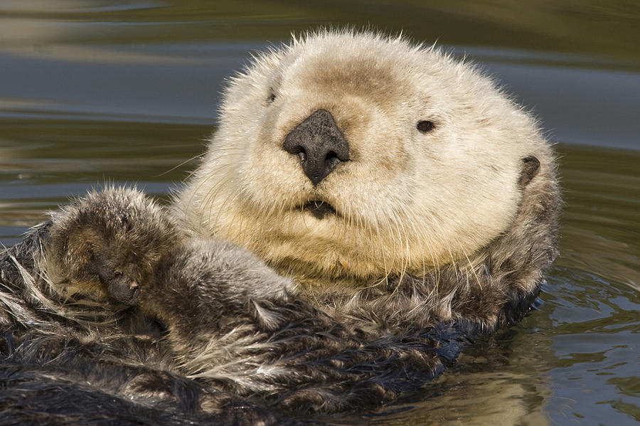 Sea Otter  Elkhorn Slough Monterey Bay #6 Photograph by Sebastian Kennerknecht