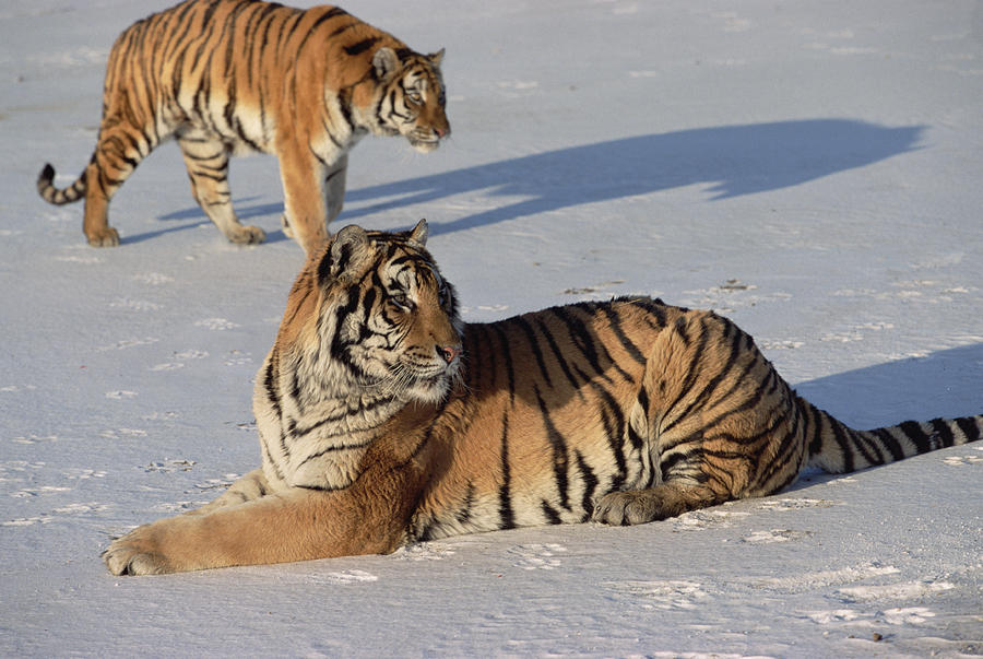 Siberian Tiger Panthera Tigris Altaica #6 Photograph by Konrad Wothe