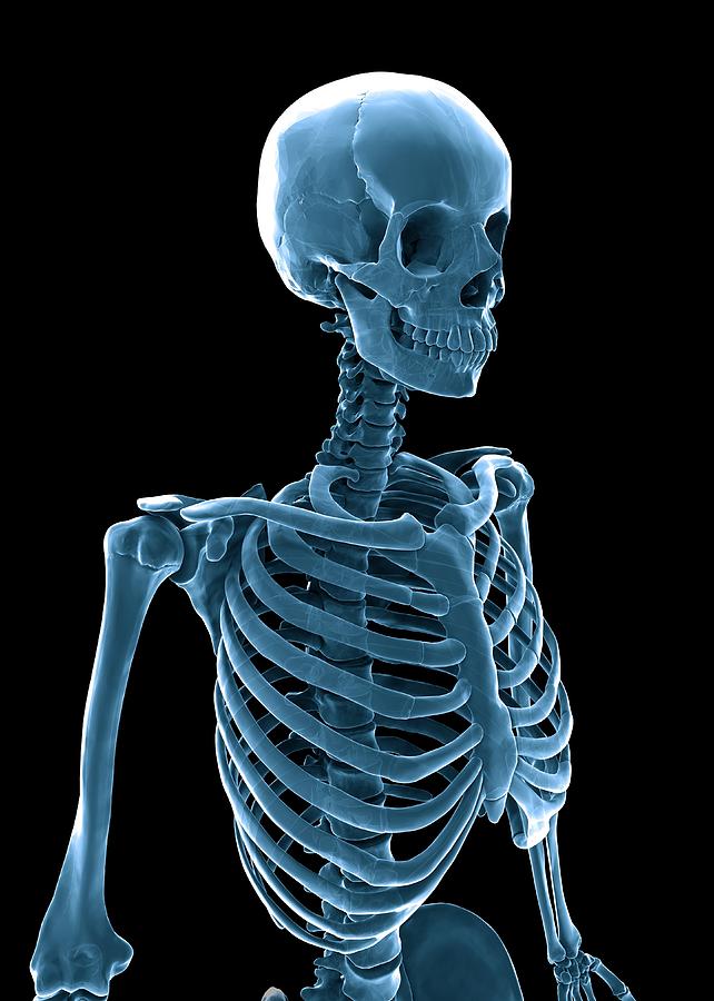 Skeleton Artwork Digital Art By Andrzej Wojcicki Pixels
