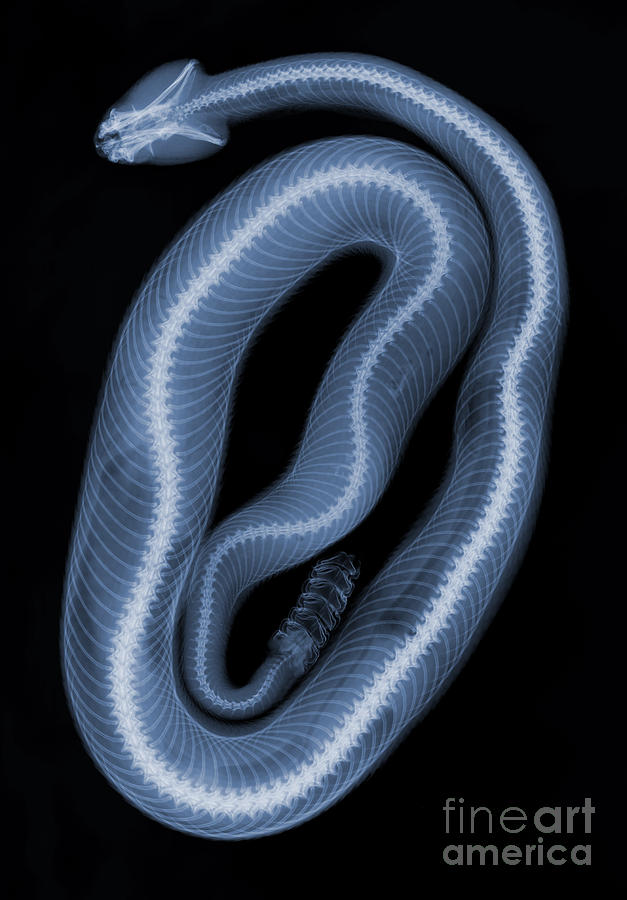 Southern Pacific Rattlesnake X-ray #4 Photograph by Ted Kinsman