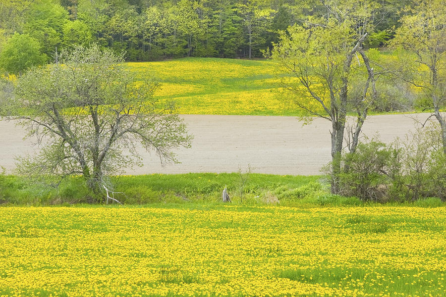 Spring Farm Landscape With Dandelion bloom in Maine #6 Photograph by Keith Webber Jr