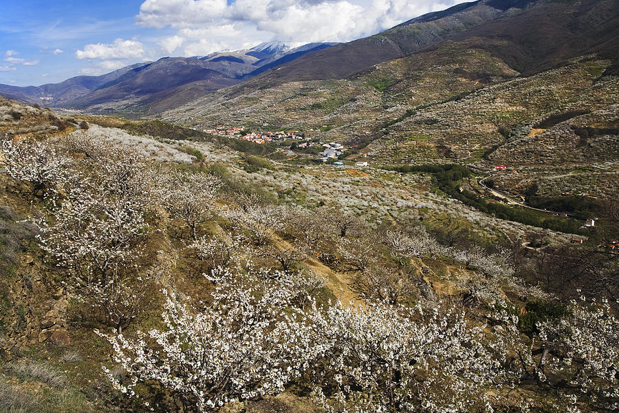 Spring Landscape In The Jerte Valley #6 Photograph by Gonzalo Azumendi