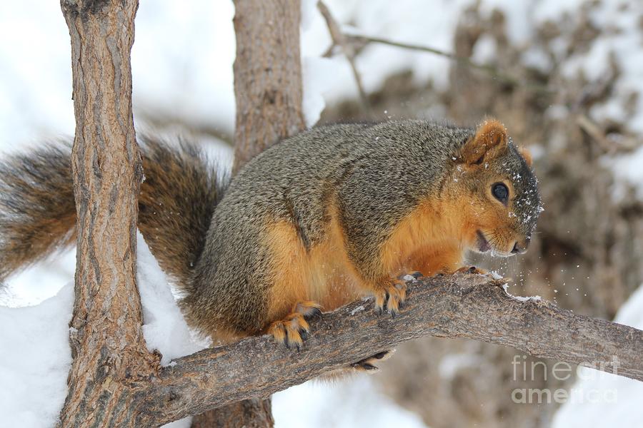 Wildlife Photograph - Squirrel #6 by Lori Tordsen