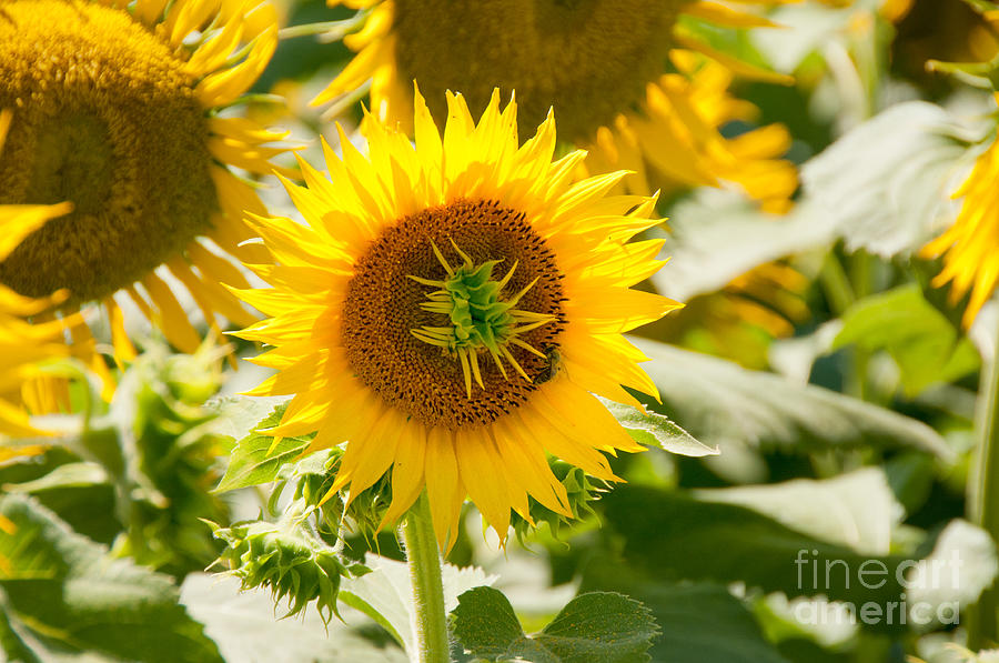 Sunflowers #6 Digital Art by Carol Ailles