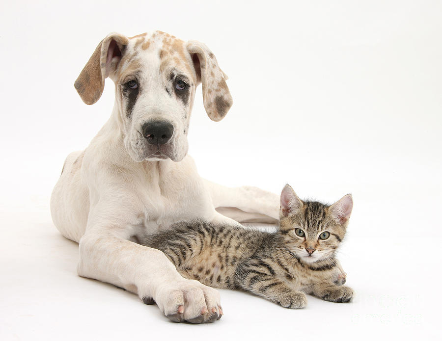 Tabby Kitten & Great Dane Pup #6 Photograph by Mark Taylor
