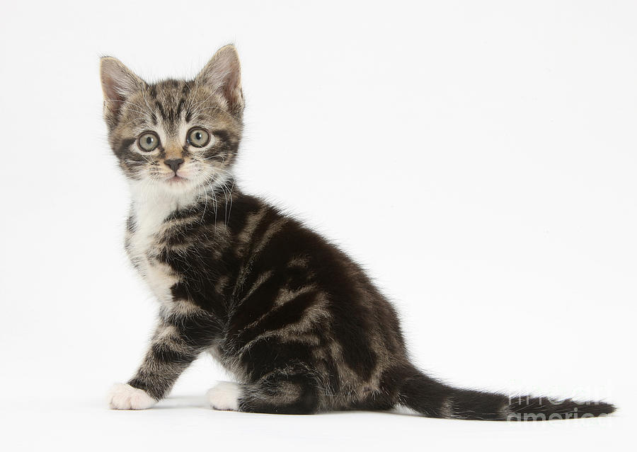 Tabby Kitten #6 Photograph by Mark Taylor - Fine Art America
