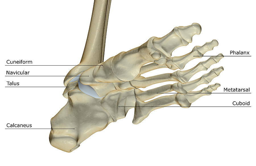 The Bones Of The Foot Digital Art by MedicalRF.com