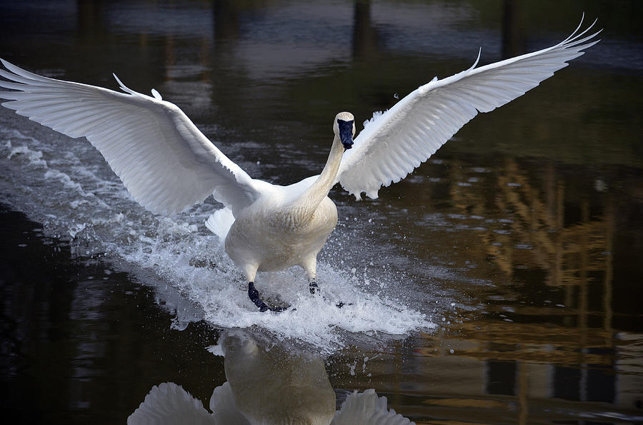 Trumpeter swan #6 Photograph by Brian Stevens