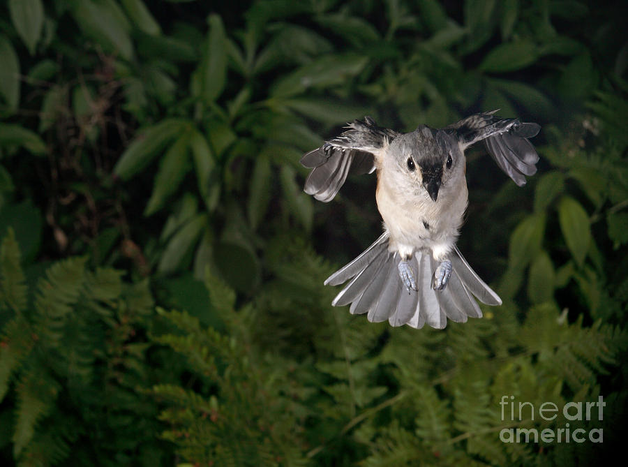Titmouse Photograph - Tufted Titmouse In Flight #6 by Ted Kinsman