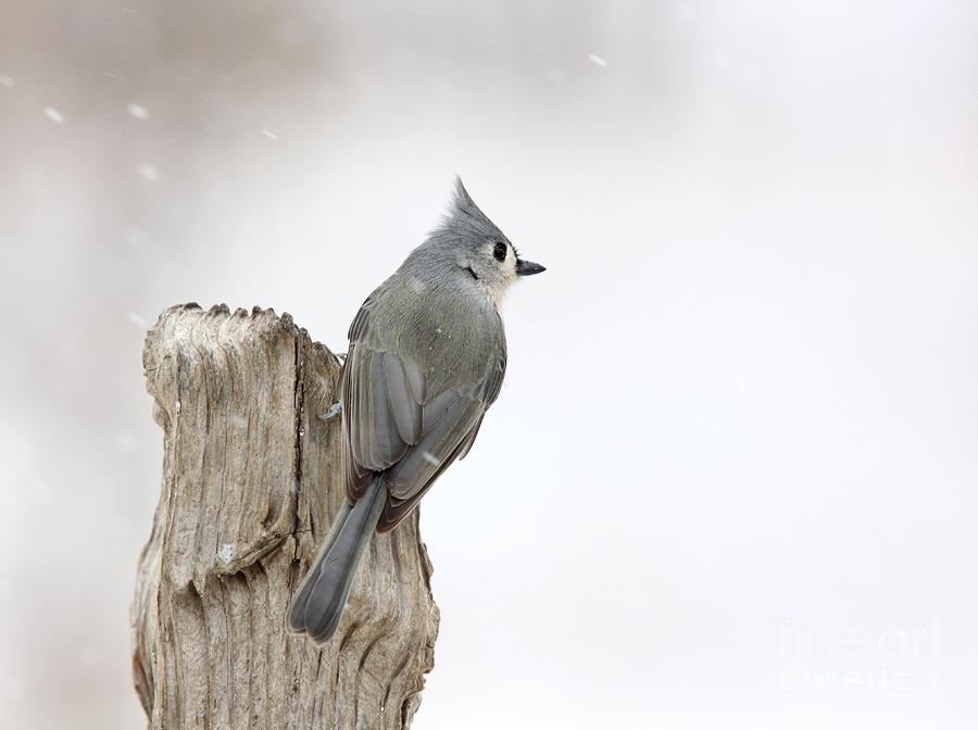 Tufted Titmouse #6 Photograph by Jack R Brock