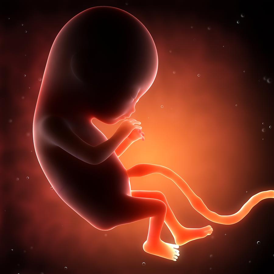 Two Month Old Foetus, Artwork #6 Digital Art by Sciepro