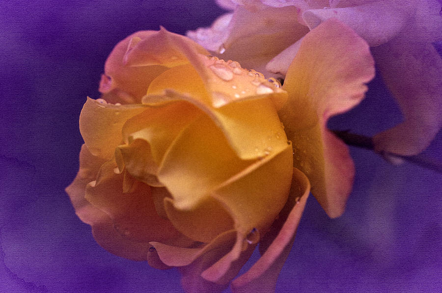 Vintage Yellow Rose #6 Photograph by Richard Cummings