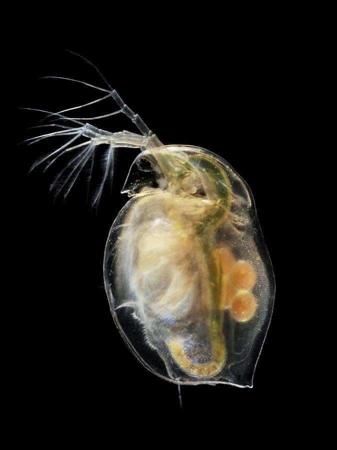 Water Flea Photograph by Laguna Design - Pixels