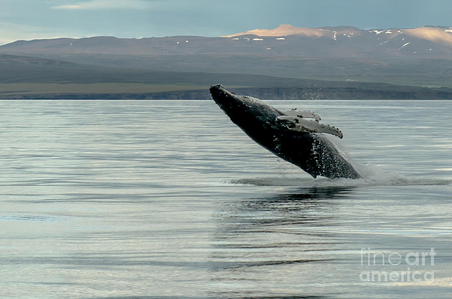 Whale Jumping #6 Photograph by Jorgen Norgaard