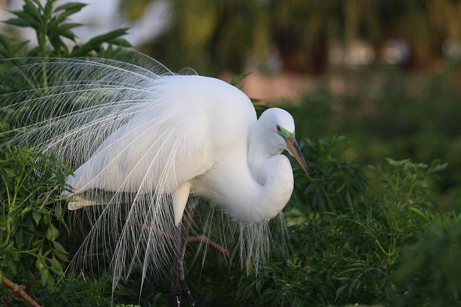 White Egret #6 Photograph by Jeanne Andrews