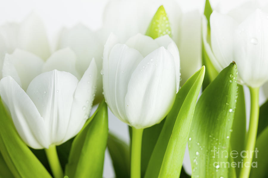 Easter Photograph - White Tulips #6 by Nailia Schwarz