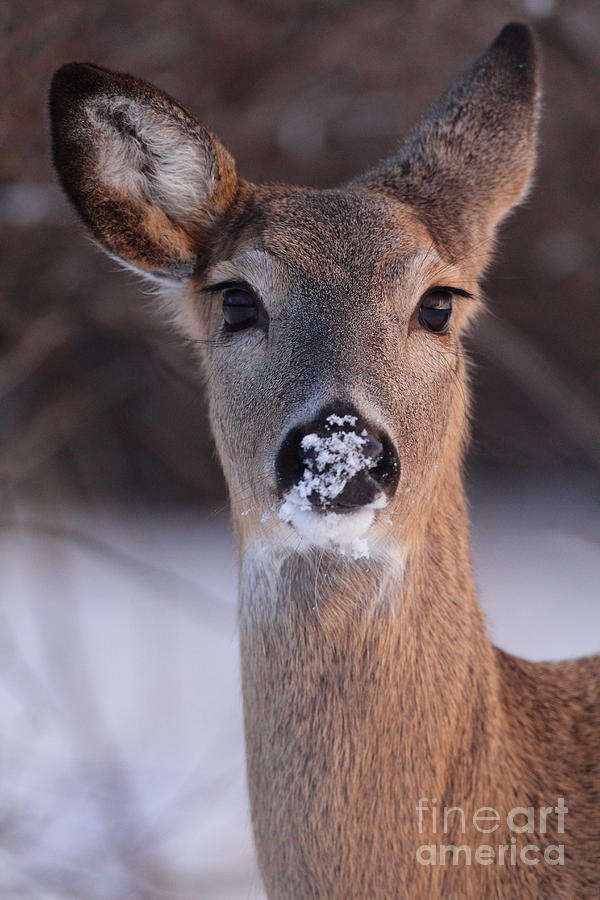 Whitetail Deer #6 Photograph by Steve Javorsky
