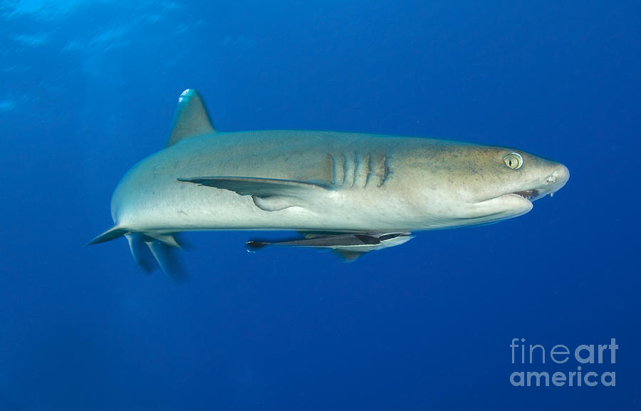 Whitetip Reef Shark, Kimbe Bay, Papua #6 Photograph by Steve Jones
