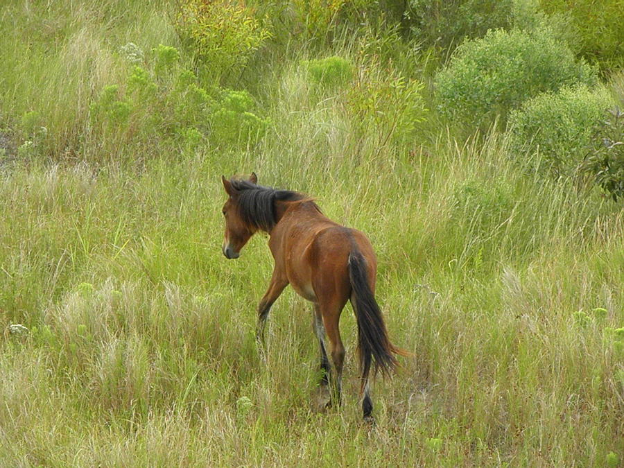 wild spanish mustang of OBX NC #6 Photograph by Kim Galluzzo