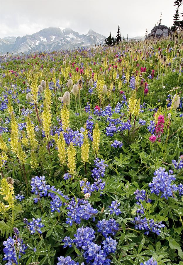 Mount Rainier National Park Photograph - Wildflower Meadow #6 by Bob Gibbons
