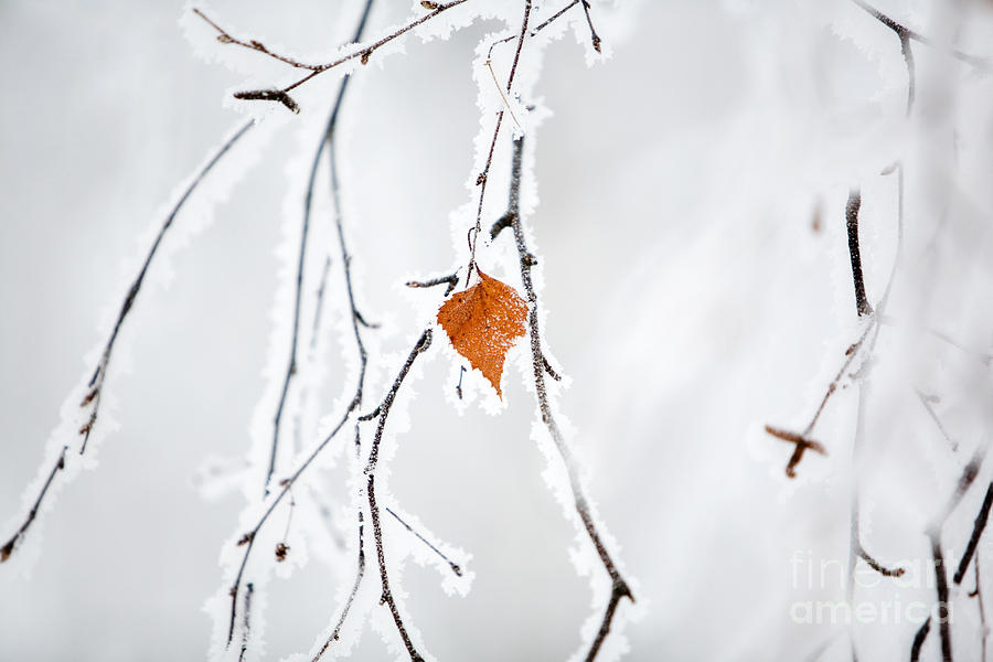 Winter #6 Photograph by Kati Finell