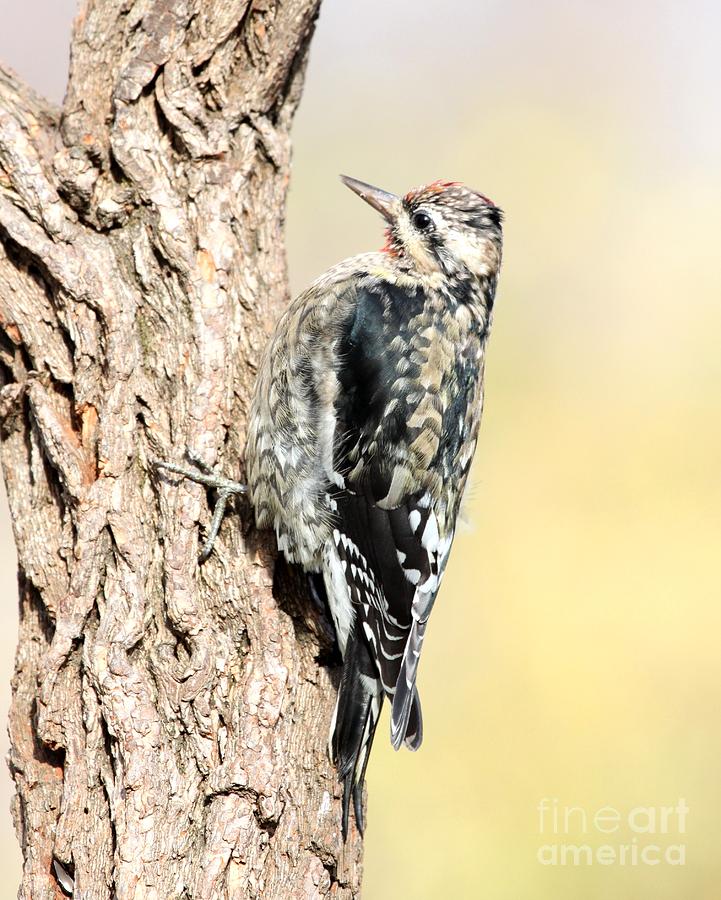 Yellow-bellied Sapsucker #6 Photograph by Jack R Brock