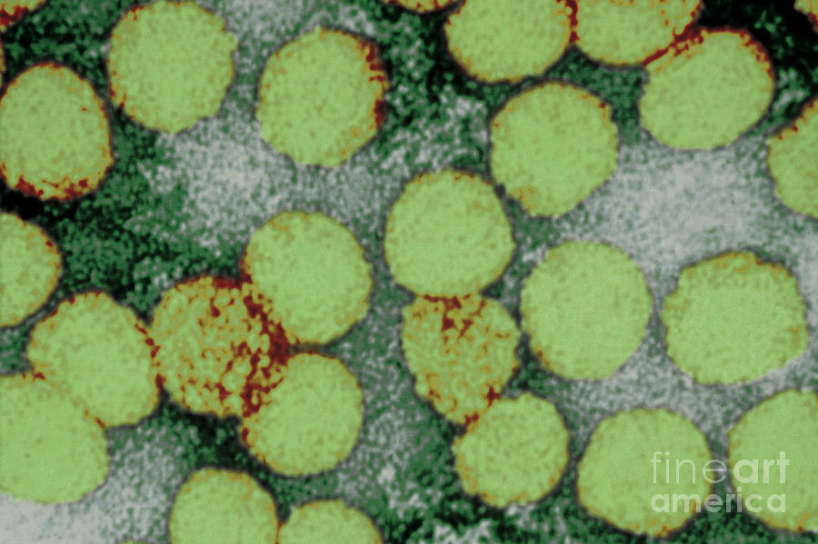 Yellow Fever Virus, Tem #6 Photograph by Science Source