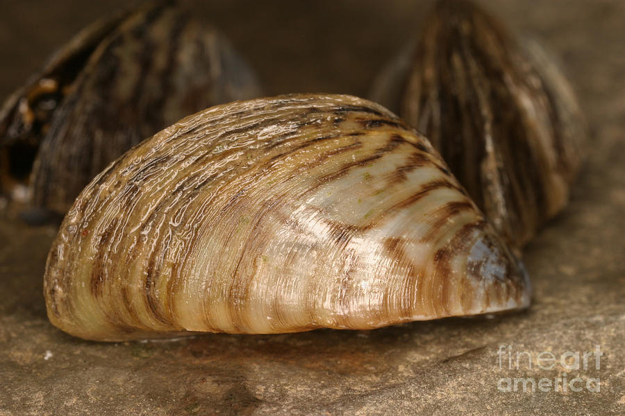 Animal Photograph - Zebra Mussel #6 by Ted Kinsman
