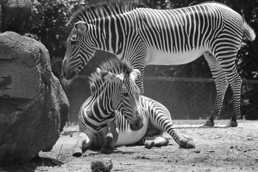 Miami Photograph - ZEBRAS in BLACK AND WHITE #6 by Rob Hans