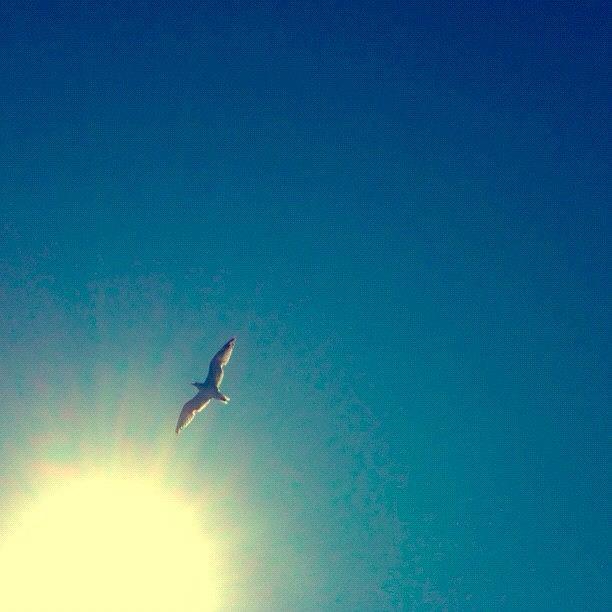 Seagull Photograph - Instagram Photo #601350204353 by Deniz Ipek
