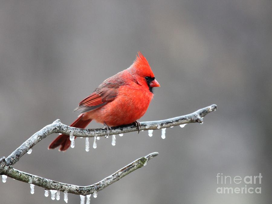 Northern Cardinal #62 Photograph by Jack R Brock
