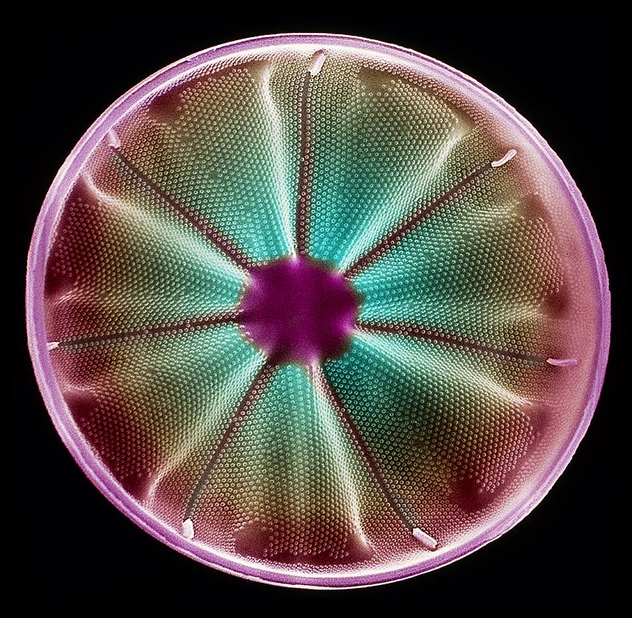 Colorful Diatoms Beautiful Science T-Shirt Colorful Diatoms Beautiful Science T-Shirt