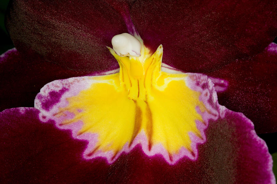 Exotic Orchids of C Ribet #63 Photograph by C Ribet