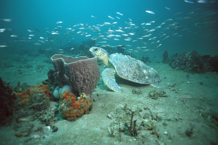 Loggerhead Sea Turtle on Reef Photograph by Flip Nicklin