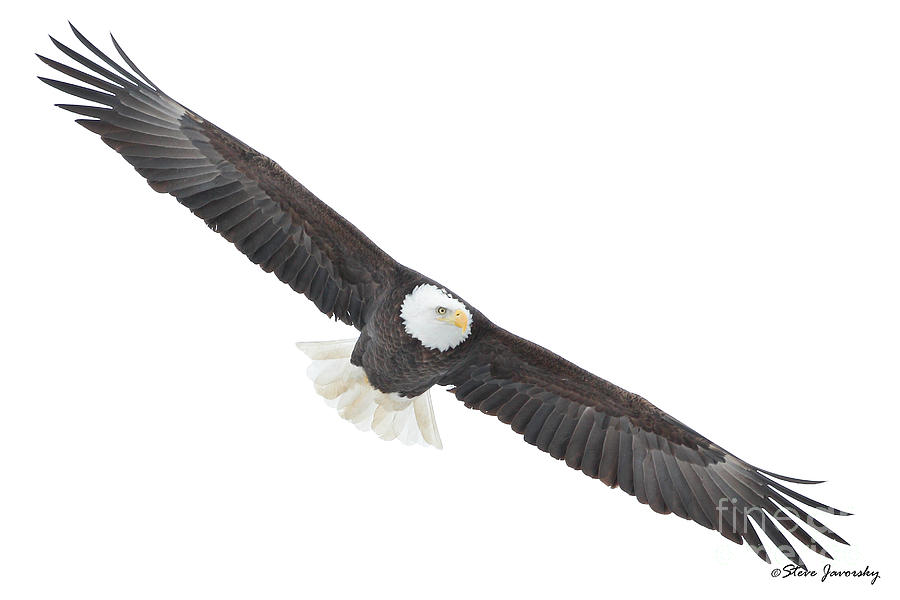 Bald Eagle #65 Photograph by Steve Javorsky