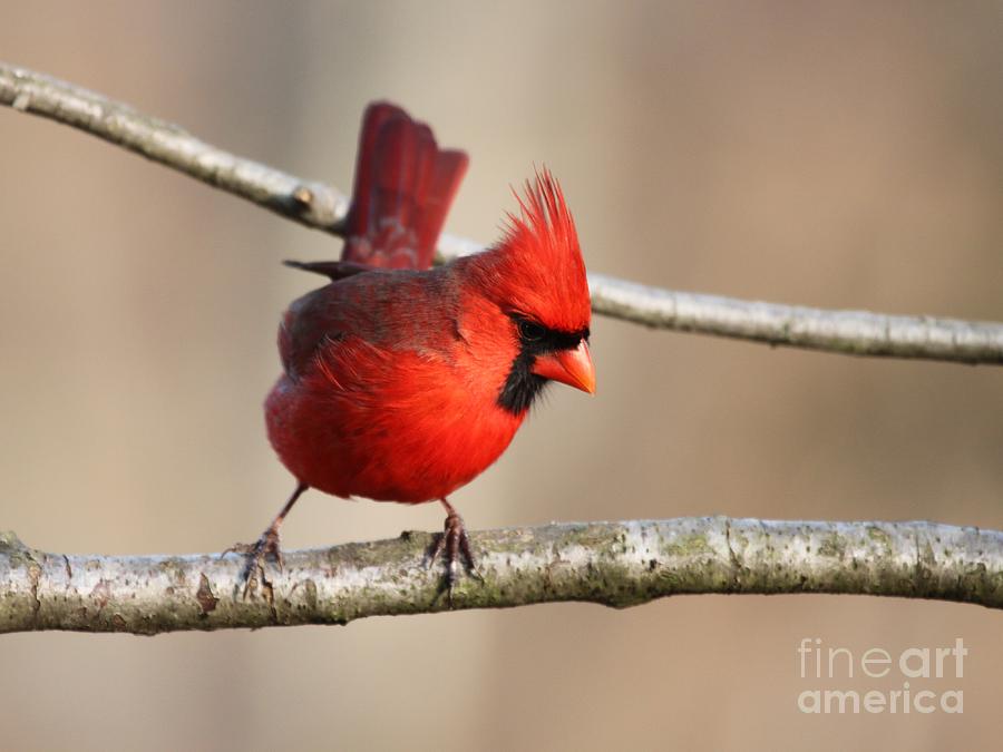 Northern Cardinal #65 Photograph by Jack R Brock