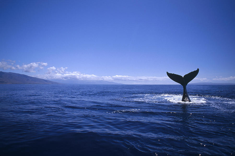 Humpback Whale Tail Lobbing Photograph by Flip Nicklin