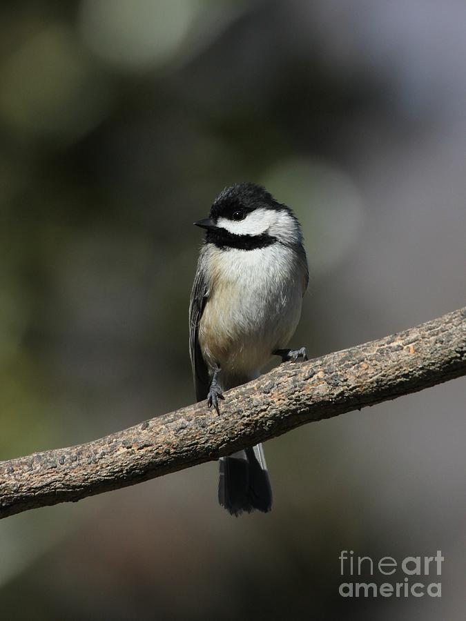 Black-capped Chickadee #66 Photograph by Jack R Brock