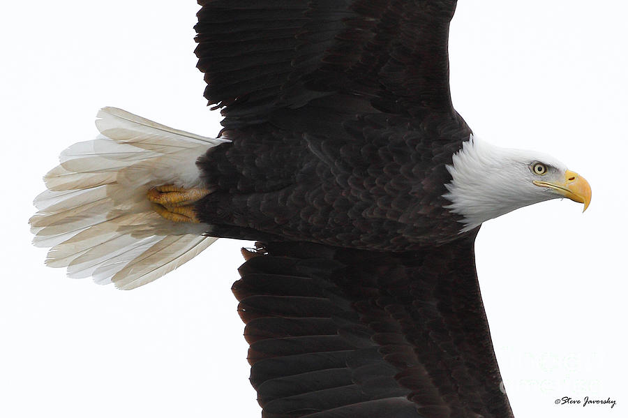 Bald Eagle #67 Photograph by Steve Javorsky