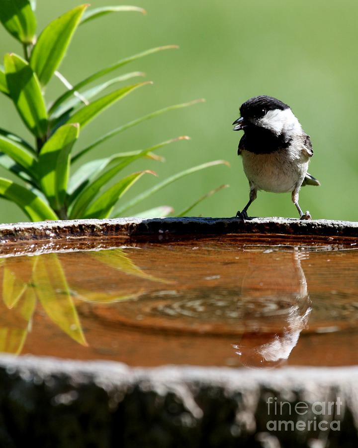 Black-capped Chickadee #67 Photograph by Jack R Brock