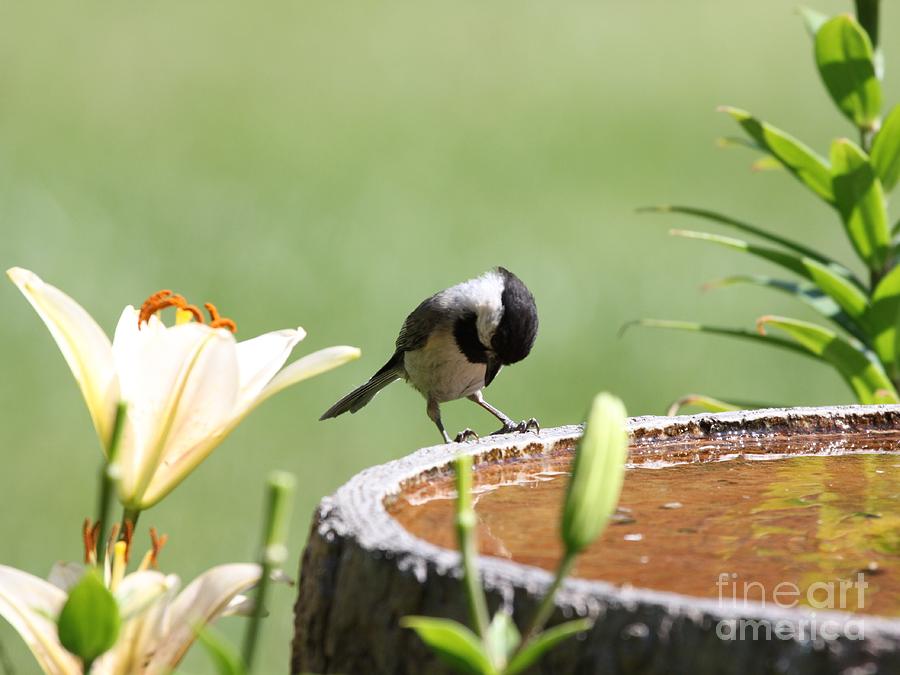 Black-capped Chickadee #68 Photograph by Jack R Brock