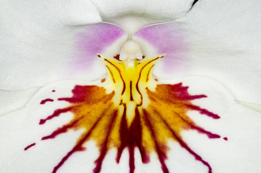 Exotic Orchids of C Ribet #68 Photograph by C Ribet